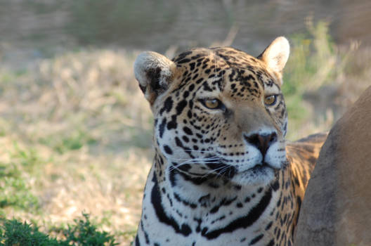 Gauteng - Lion reserve