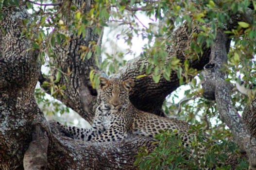 Pilanesberg National Park - Once in a lifetime foto