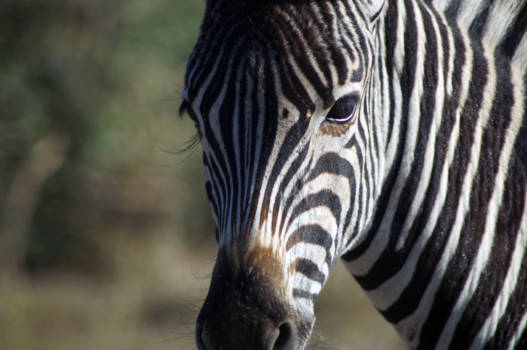 Krugerpark - Het land met prachtige dieren!