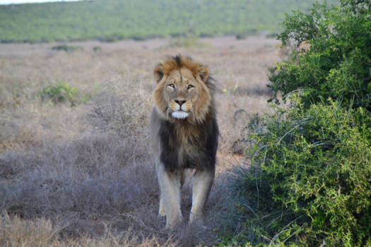 Addo Elephant National Park - Nieuwsgierige blik van imposante jonge leeuw