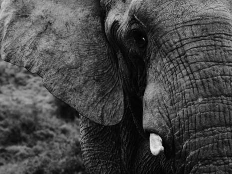 Krugerpark - De olifant: the most impressive of the Big Five!