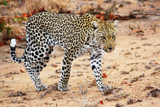 Krugerpark - Het mooiste moment van onze safari...