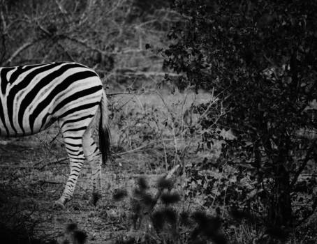 Krugerpark - Hide and seek...