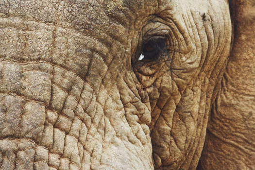 Krugerpark - In close-up nog zoveel mooier...