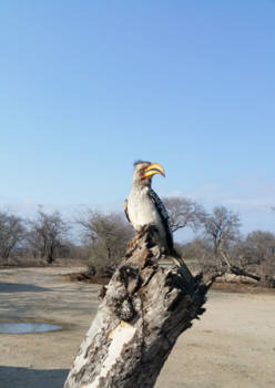 Mpumalanga - Vreemde vogels in het krugerpark ;)