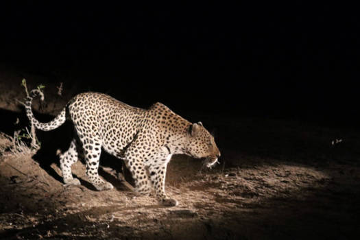 Sabi Sand Game Reserve - De wilde wonderen van Afrika