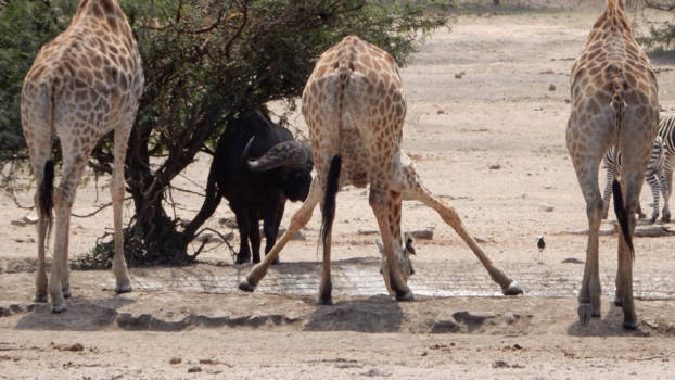 Krugerpark - Twee maatjes op de uitkijk voor gevaar !