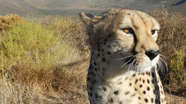 West-Kaap - Haha the lion is king but i am emperor!