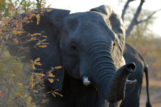 Krugerpark - Wat een prachtig gezicht, een olifant in het mooie Kruger National Park.