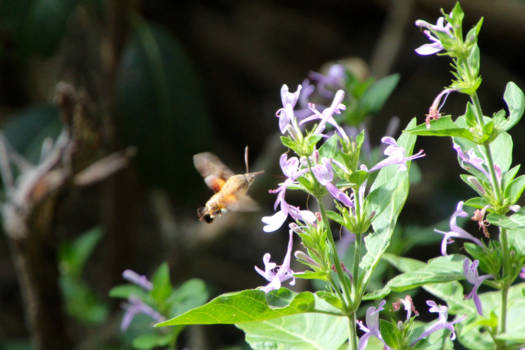 Tsitsikamma National Park - Prachtige kolibrie vlinder gezien tijdens een otter trail in south Africa