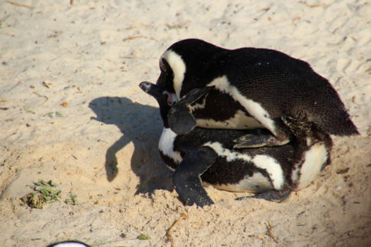 Table Mountain National Park - Home of the africaan pinguïn