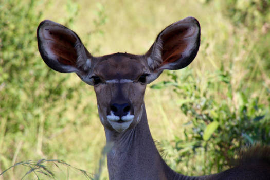 Krugerpark - Een klik met een prachtige Empala