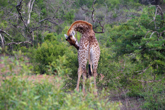 Krugerpark - Ff wachten, heb jeuk