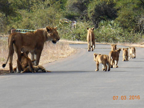 Krugerpark - Vroeg in de morgen in het Krugerpark