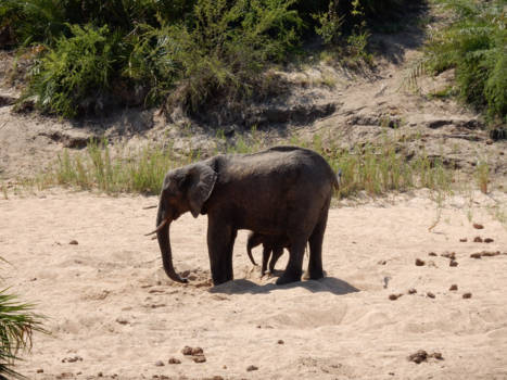 Krugerpark - met mama water zoeken