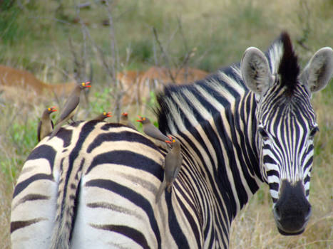 Krugerpark - Symbiose