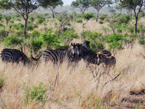 Krugerpark - Well, hello handsome!