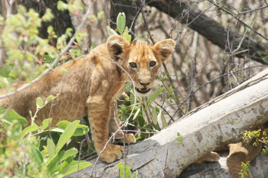 Krugerpark - Leeuwenwelpje op de loer