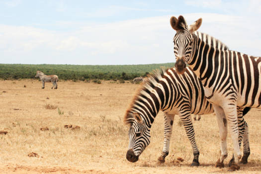 Addo Elephant National Park - Nieuwsgierige zebra