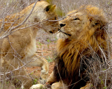 Krugerpark - een beetje verliefd