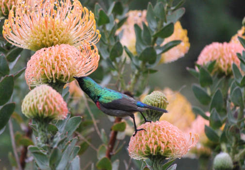Kaapstad - Kolibri drinkt van een Protea