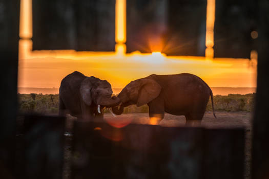 Addo Elephant National Park - Gluren bij de olifanten