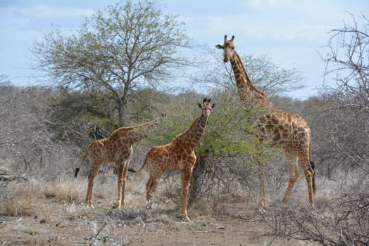 KwaZulu-Natal - Het eerste groen in de lente