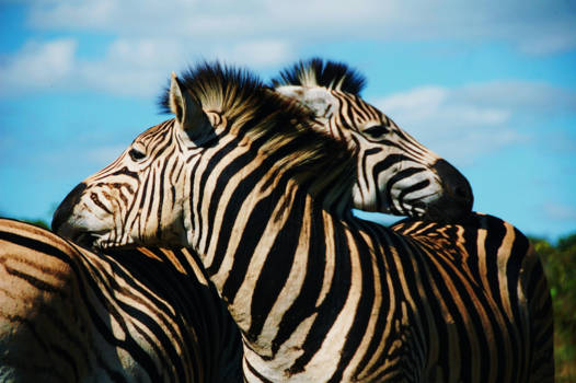 KwaZulu-Natal - Love is in the air!