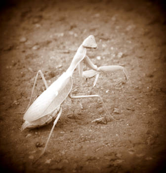 Lesotho - Hello there!