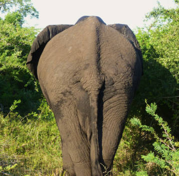 Krugerpark - Butt of Elephant!