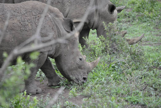 Krugerpark - Witte Neushoorns  (Rhinos) in het Krügerpark