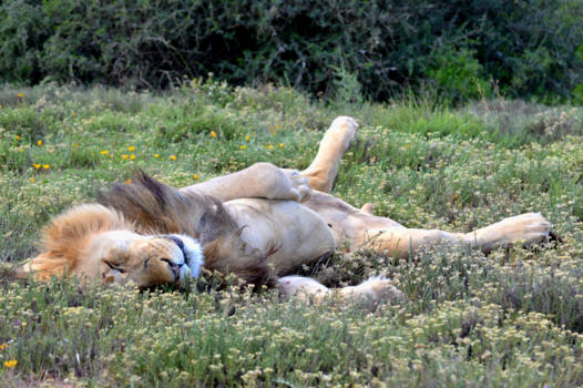 Addo Elephant National Park - Contrast van luierende leeuw tussen de bloemen in Addo National Park