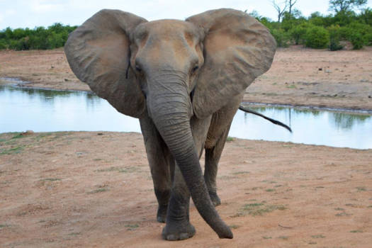 Krugerpark - Olifant in Krugerpark- mei 2016