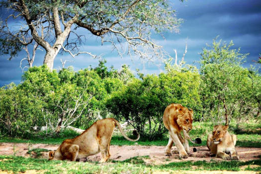 Krugerpark - Sunday chill