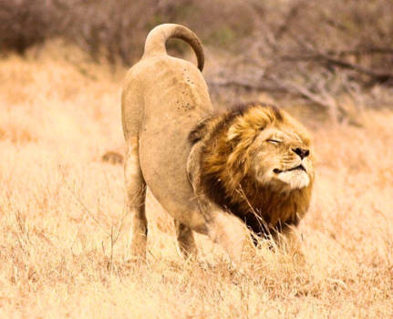 Krugerpark - Ultimate chill