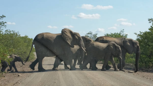 Krugerpark - Familie olifant op morgenwandeling.