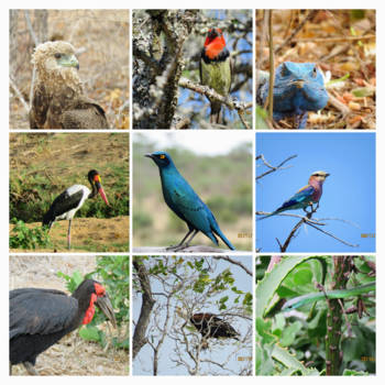 Krugerpark - HIER KRIJG JE TOCH BIJNA EEN HARTVERLAMMING VAN ?ZO MOOI!