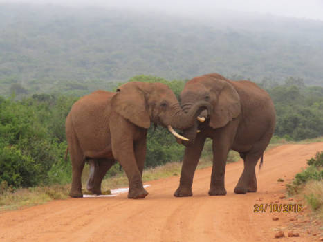 Addo Elephant National Park - Elephant roadblock!