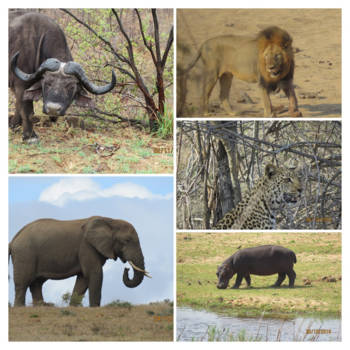 Addo Elephant National Park - allemaal Zuid Afrika!