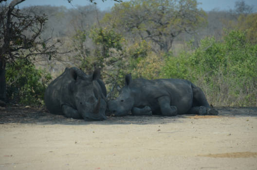 Krugerpark - Siesta tijd...