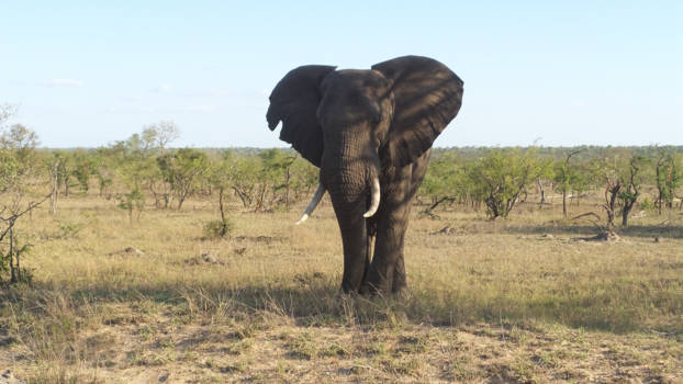 Krugerpark - Onze eerste ontmoeting met een Olifant