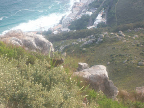 Kaapstad - bever op loinshead