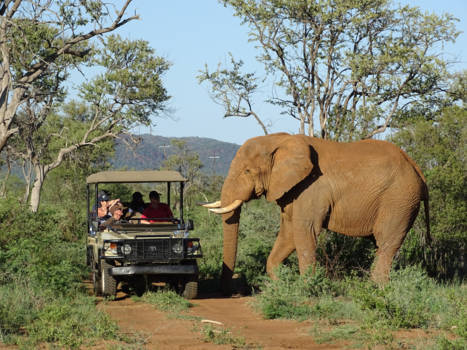 Madikwe Game Reserve - Spannende safari in Madikwe Zuid-Afrika