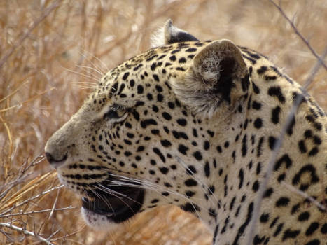 Sabi Sand Game Reserve - Prachtige dieren, die luipaarden