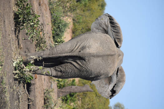Krugerpark - Voorbij wandelende olifant!