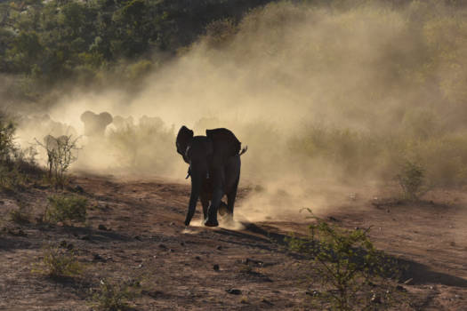 Madikwe Game Reserve - Aanval door groep olifanten