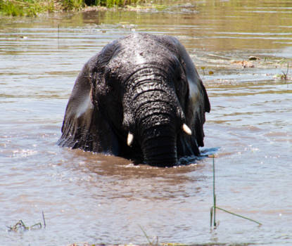 Limpopo - Lekker in Bad