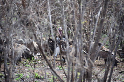 Krugerpark - allemaal naar de creche