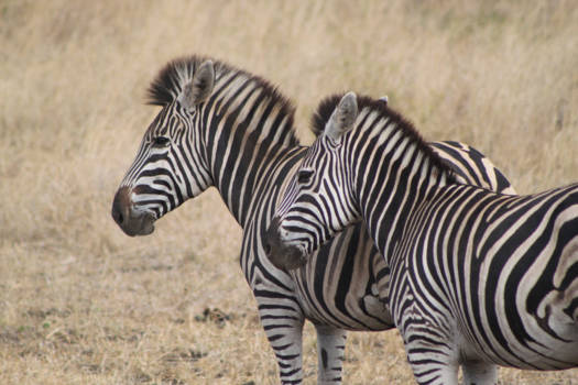 Krugerpark - Zebra Love