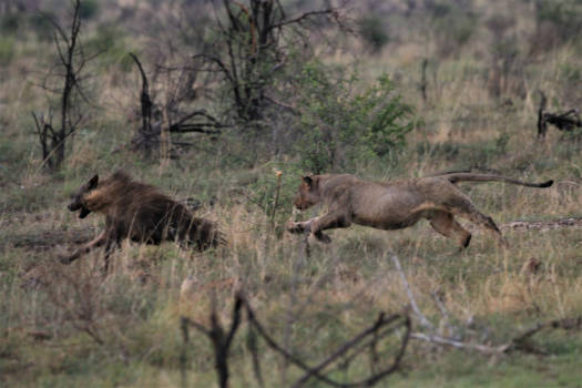 Noordwest - Gevecht tussen Leeuw en bruine Hyena